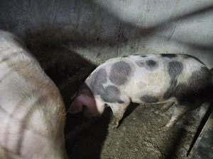 Vând porci Duroc Și Duroc cu petrean - imagine 2
