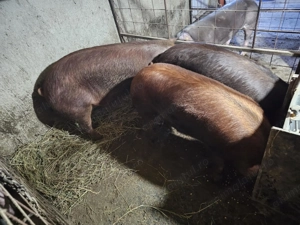 Vând porci Duroc Și Duroc cu petrean - imagine 3