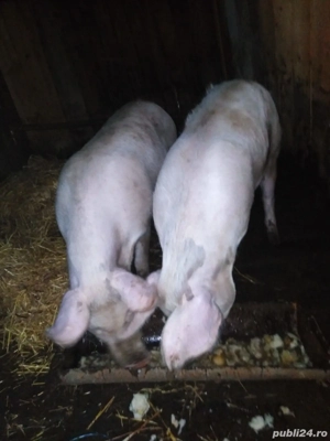 Vand porci 100-130 - imagine 3