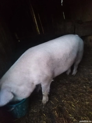 Vand porci 100-130 - imagine 2