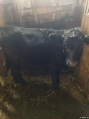 vând vițea de 6luni...