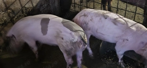 Porci disponibili - imagine 2