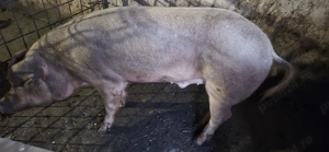 Porci disponibili - imagine 3