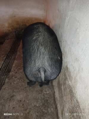 Se vand porci - imagine 2