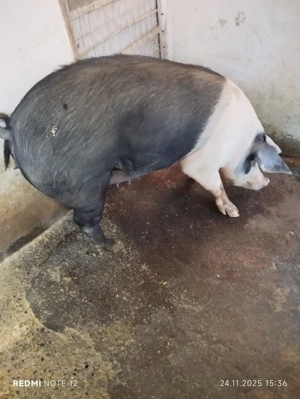 Se vand porci - imagine 4