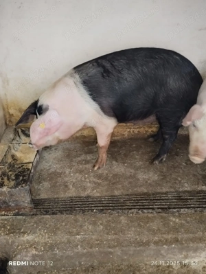 Se vand porci - imagine 3