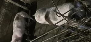 Porci disponibili - imagine 5