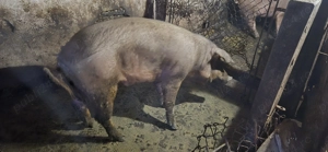 Porci disponibili - imagine 4