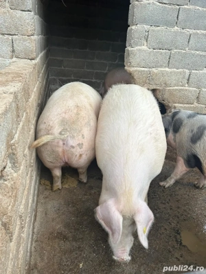 Vand porci pentru sacrificat - imagine 4