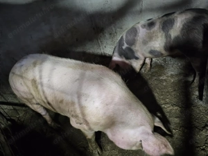 Vând porci Duroc și petrean cu duroc - imagine 3
