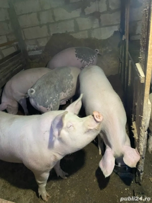 porci de vanzare - imagine 5