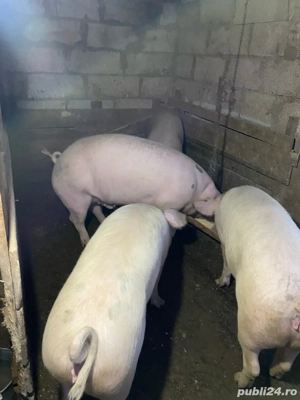 porci de vanzare - imagine 2