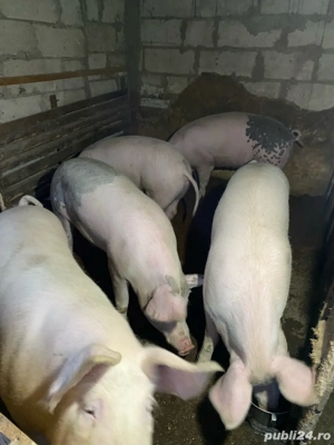 porci de vanzare - imagine 3
