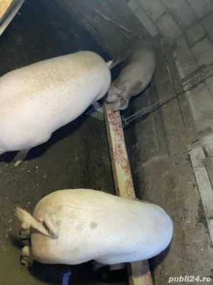 porci de vanzare - imagine 4