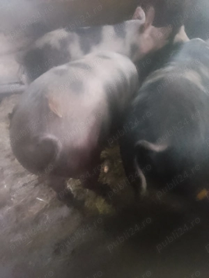 Porci de vânzare  - imagine 5