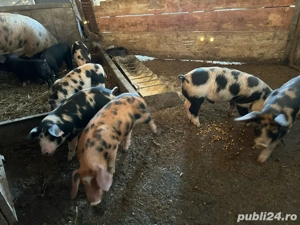 Vand purcei de 8 saotamini