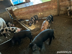 Vand purcei de 8 saotamini - imagine 2