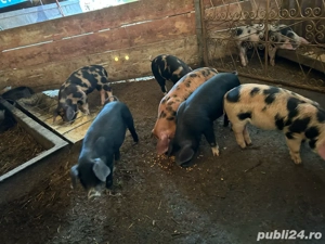 Vand purcei de 8 saotamini - imagine 4