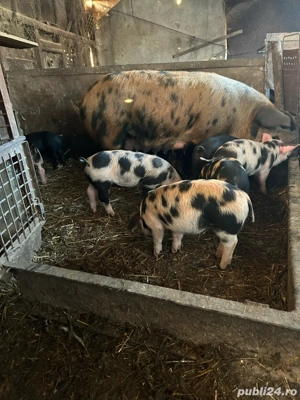 Vand purcei de 8 saotamini - imagine 5