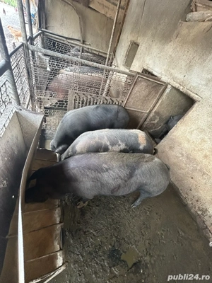 Vand porci pt masa de craciun - imagine 5