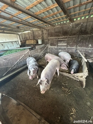 Vand porci pt masa de craciun - imagine 4