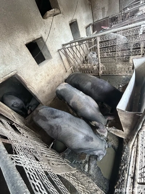 Vand porci pt masa de craciun - imagine 3