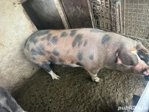 Vand porci pt masa de craciun - imagine 2