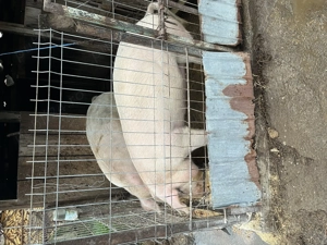 Porci de vanzare  - imagine 2