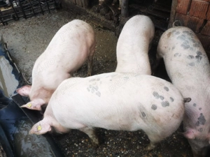 Porci localitatea Solduba  - imagine 2