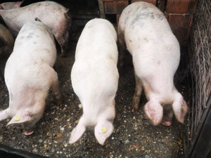 Porci localitatea Solduba  - imagine 3