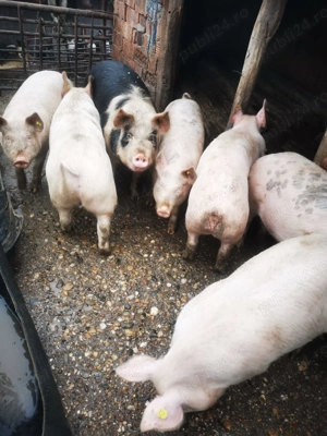 Porci localitatea Solduba 