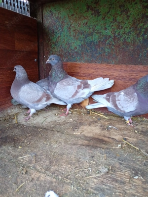 Porumbei tipler englezi