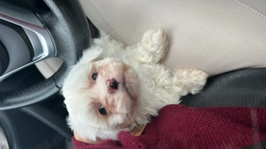 Bichoni de vânzare  - imagine 3