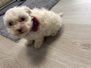 Bichoni de vânzare  - imagine 2