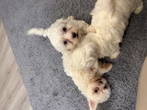 Bichoni de vânzare  - imagine 5