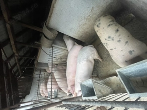 Porci de vanzare !!! - imagine 2