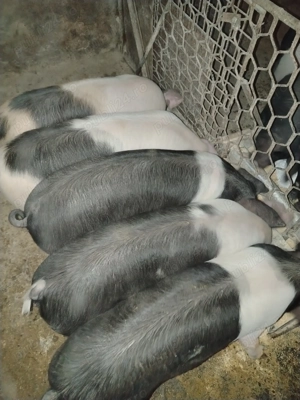 Burlinci de vânzare 