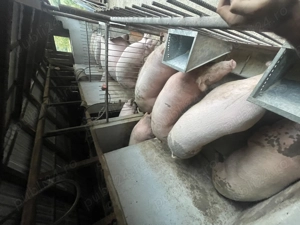 Porci de vanzare !!!