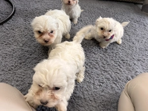 Bichoni de vânzare  - imagine 4