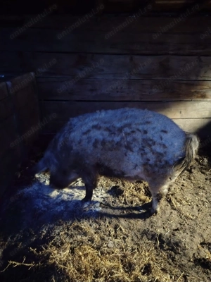 Porc rasa mangalița  - imagine 2