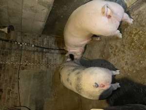 Porci de vanzare !!! - imagine 2