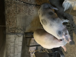 Porci de vanzare !!! - imagine 3