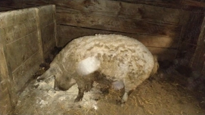 Porc rasa mangalița  - imagine 3