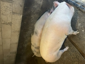 Porci de vanzare !!! - imagine 4