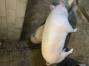 Porci de vanzare !!! - imagine 5