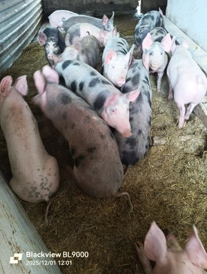 Vând porci - imagine 4