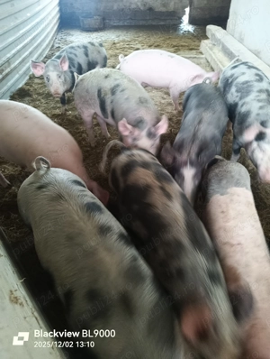 Vând porci - imagine 2