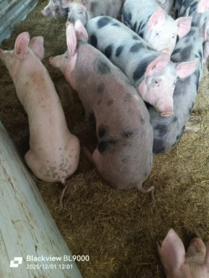 Vând porci - imagine 3