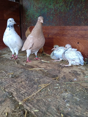 Porumbei tipler englezi - imagine 4