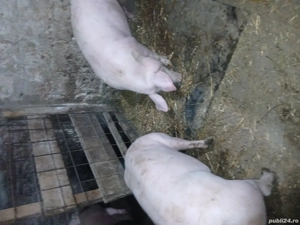 porci de vînzare 120-130kg   - imagine 2
